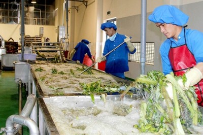 Công nghiệp chế biến dược liệu có vai trò rất quan trọng để bảo toàn các hoạt chất