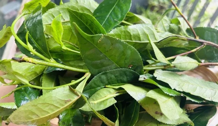Cách dùng Lá Trà Xanh trị bệnh