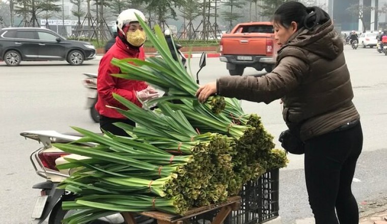 Tác dụng chữa bệnh của Dứa thơm hay còn gọi là lá dứa, lá nếp có tên khoa học Pandanus amaryllifolius Roxb. (P. odorus Ridl.)