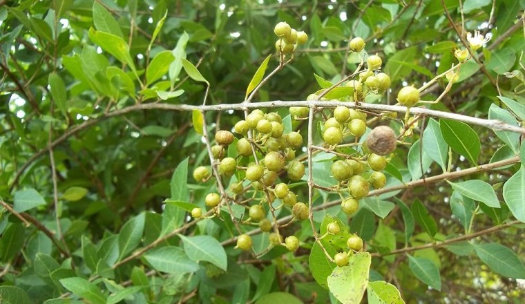 Tác dụng chữa bệnhh của Cây lá móng tay, cây henna, cây lá móng, móng tay nhuộm, tán mạt hoa, lựu mọi, chỉ giáp hoa, cây móng tay (Lawsonia inermis)