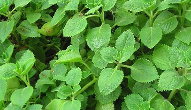 Cây thuốc nam: 10 lợi ích sức khỏe của CÂY HÚNG CHANH còn gọi rau thơm lông, rau tần, tần dày lá, rau thơm, dương tử tô