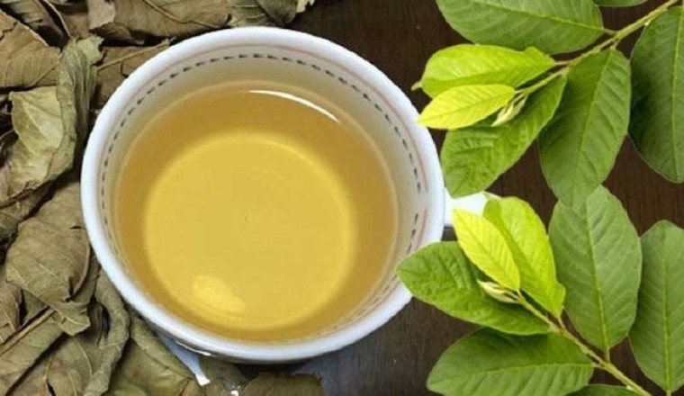 Cây thuốc nam chữa bệnh: Trà lá ổi có thể giúp kiểm soát lượng đường trong máu?