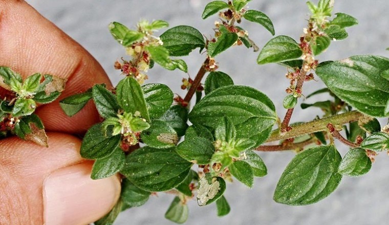 Thông tin chi tiết Cây thuốc dòi, Cỏ dòi, Bọ mắm, Đại kích biển, Cây dòi ho (Pouzolzia zeylanica) có công và tác dụng gì
