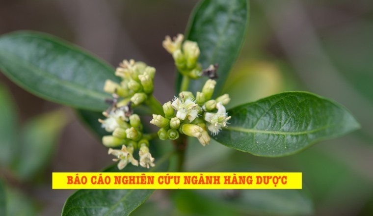 BÁO CÁO NGHIÊN CỨU NGÀNH HÀNG DƯỢC LIỆU