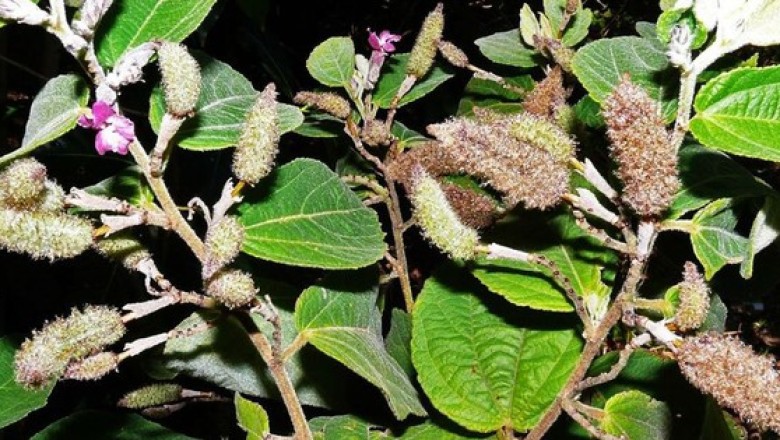 Cây thuốc nam: Cây an xoa trị các bệnh về gan