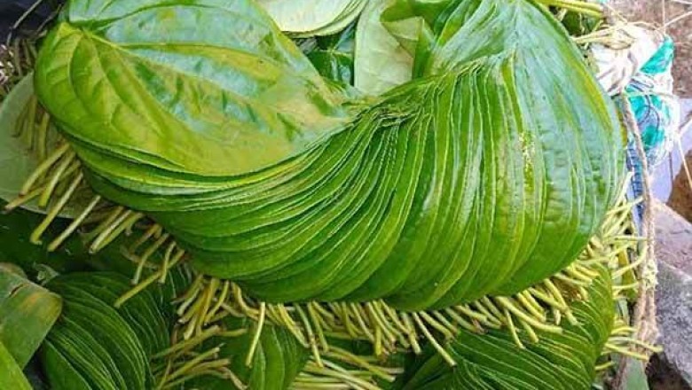 Lá Trầu Không, Trầu cay, lá trầu, trầu (Piper betle L)