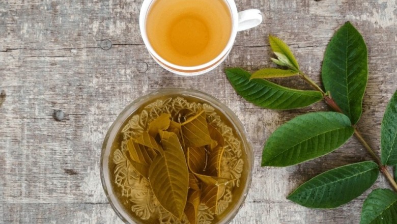 Công dụng của trà lá ổi: Nên uống trà ổi khi nào, Mua Trà la ổi ở đau, Cách làm trà lá ổi, Trà la ổi túi lọc, Uống trà ổi nhiều có tốt không, Mua trà lá ổi, Cách nấu nước lá ổi