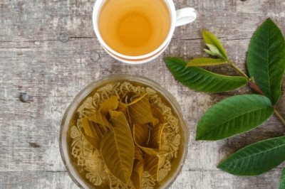 Công dụng của trà lá ổi: Nên uống trà ổi khi nào, Mua Trà la ổi ở đau, Cách làm trà lá ổi, Trà la ổi túi lọc, Uống trà ổi nhiều có tốt không, Mua trà lá ổi, Cách nấu nước lá ổi