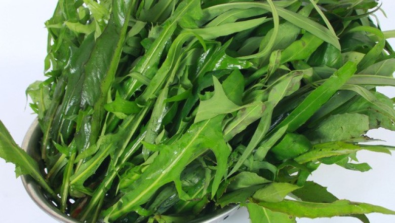 8 bài thuốc chữa tắc tia sữa, mụn nhọt từ bồ công anh Việt Nam