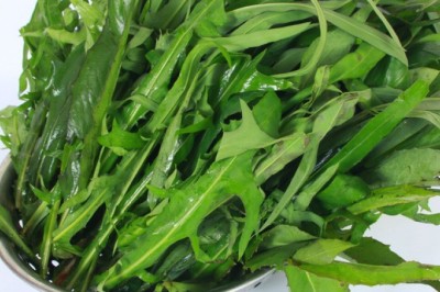 8 bài thuốc chữa tắc tia sữa, mụn nhọt từ bồ công anh Việt Nam