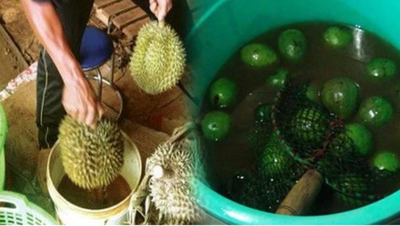 Thuốc nhúng trái cây chín được dùng rộng rãi, thuốc này có độc hại gì không, Bộ quản lý nói gì?