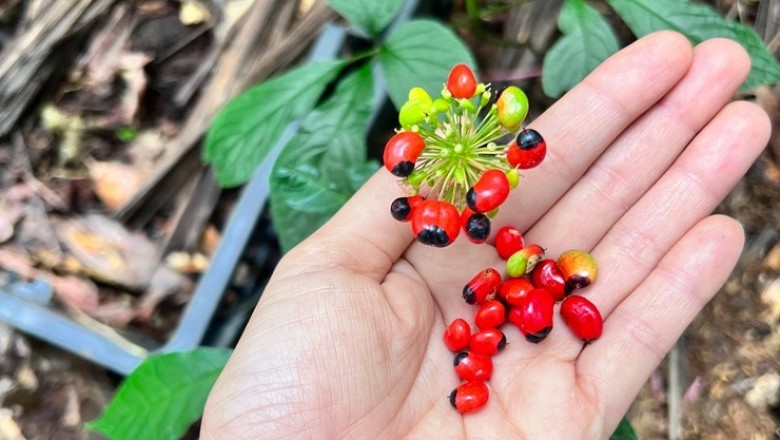 Việt Nam có loại hạt quý hiếm đắt nhất thế giới, giá 350 triệu 1 kg