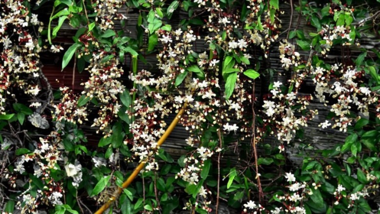 Khám phá cây DẠ NGỌC MINH CHÂU, cây cảnh mang giàu sang phú quý