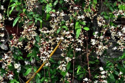 Khám phá cây DẠ NGỌC MINH CHÂU, cây cảnh mang giàu sang phú quý