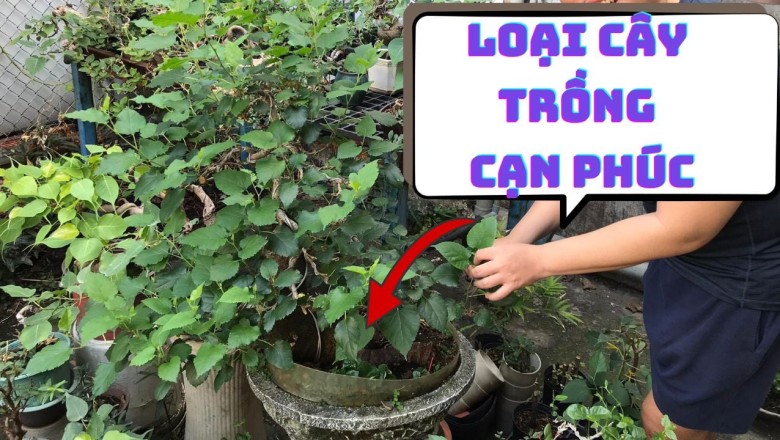Các cụ dặn con cháu: 'Cây âm vào cửa, gia đình bất an', cây âm là cây gì?