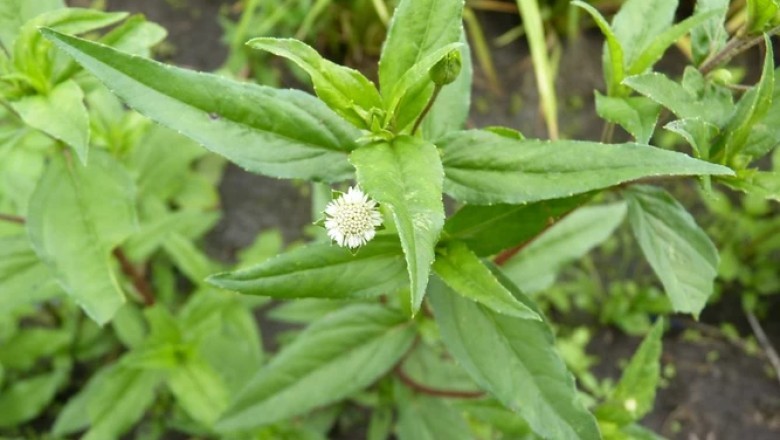 Khám Phá Lợi Ích Sức Khỏe Đáng Kinh Ngạc Từ Cây Cỏ Mực (Eclipta Prostrata)