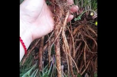Khám Phá Sức Mạnh Chống Ung Thư Tuyệt Vời Từ Trà Bồ Công Anh #ungthu #Bồ_công_anh