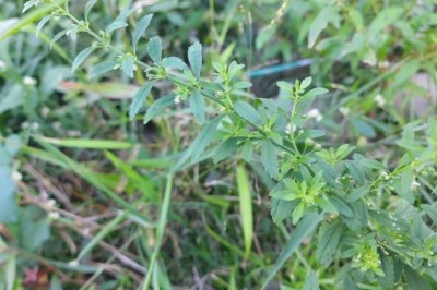 Khám Phá Tác Dụng Và Cách Dùng Cây Cam Thảo Đất Trong Y Học Hiện Đại Và Cổ Truyền