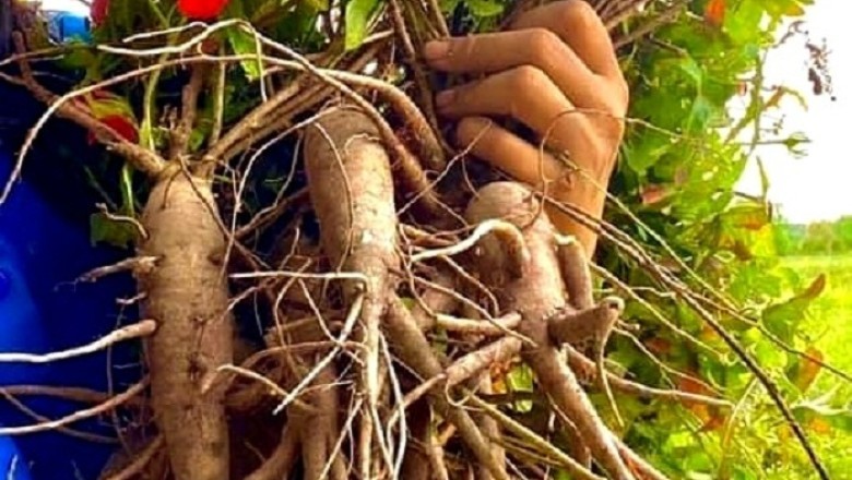 Sâm Bố Chính: Bí Quyết Sức Khỏe Từ Thiên Nhiên