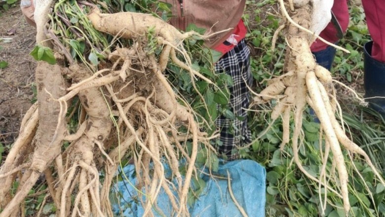 Khám Phá Bí Mật Tác Dụng của Sâm Dây Ngọc Linh Đối Với Sức Khỏe