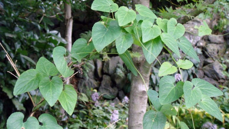 Khám Phá Công Dụng và Ứng Dụng Kỳ Diệu của Cây Đảng Sâm Nam (Codonopsis javanica) trong Đông Y