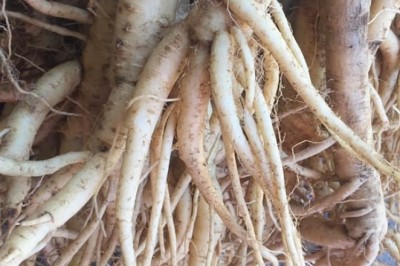 Tác Dụng Chữa Bệnh Kỳ Diệu của Cây Thuốc Đảng Sâm Nam