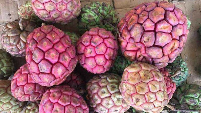 Khám Phá Bí Mật Của Na Rừng - Báu Vật Từ Thiên Nhiên