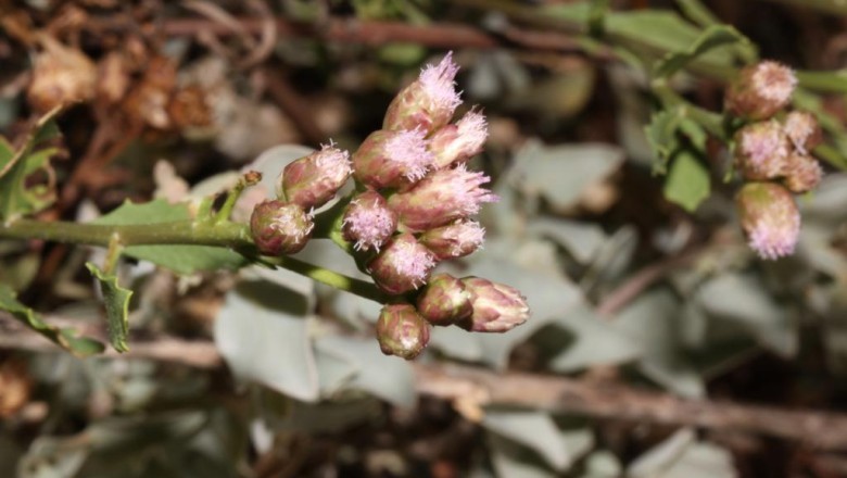 Sài hồ nam, ,Cây lức, Hải sài hồ - Pluchea pteropoda Héml