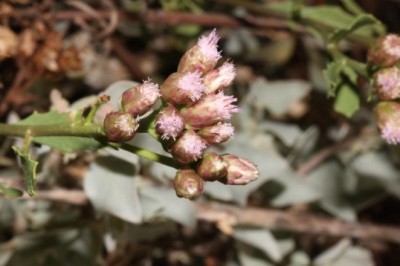 Sài hồ nam, ,Cây lức, Hải sài hồ - Pluchea pteropoda Héml