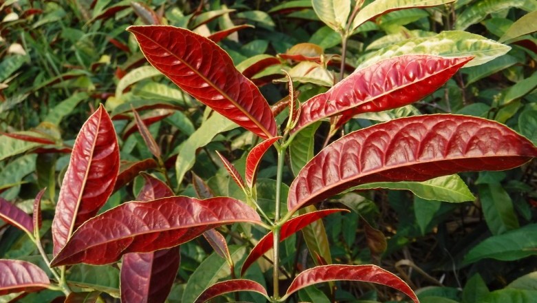 Đơn Đỏ (Excoecaria cochinchinensis Lour.): Khám Phá Thảo Dược Việt Cải Thiện Sức Khỏe