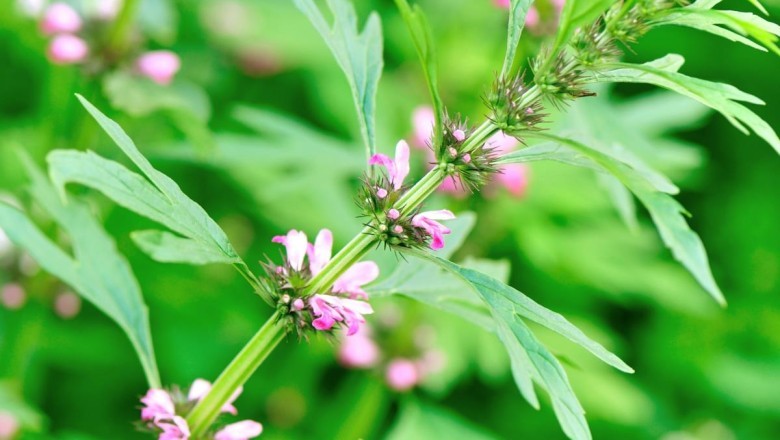 Ích Mẫu (Leonurus japonicus): Thảo Dược Truyền Thống và Tác Dụng Thần Kỳ Trong Y Học