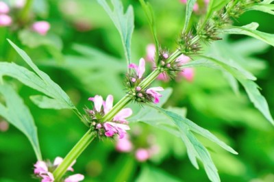 Ích Mẫu (Leonurus japonicus): Thảo Dược Truyền Thống và Tác Dụng Thần Kỳ Trong Y Học