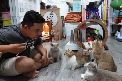 Nghiên Cứu Mới Phát Hiện Mối Liên Quan Giữa Nuôi Mèo và Bệnh Tâm Thần Phân Liệt