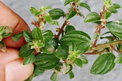 Khám Phá Cây Thuốc Dòi: Bí Quyết Chữa Bệnh Từ Thiên Nhiên