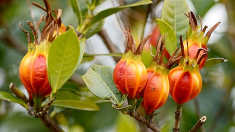 Khám Phá Công Dụng Thần Kỳ của Quả Dành Dành Trong Dưỡng Thận và Hạ Đường Huyết