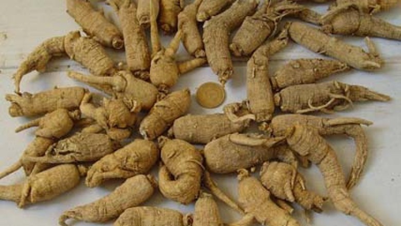 Tây Dương Sâm (Radix Panacis Quinquefolii): Vị Thuốc Đông Y Bổ Khí Dưỡng Âm và Thanh Hư Nhiệt