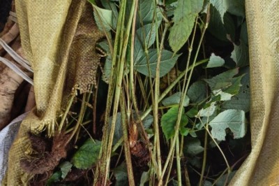 Cây Dâm Dương Hoắc (Epimedium): Vị thuốc chữa liệt dương tăng cường sinh lý