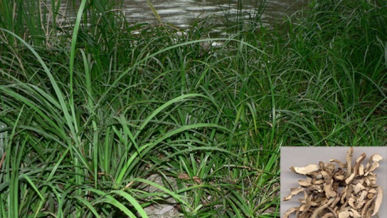 THẠCH XƯƠNG BỔ (Rhizoma Acori Graminei)