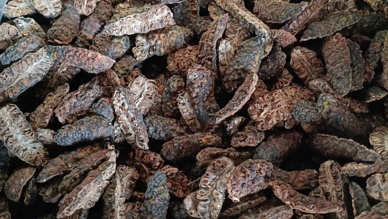Nhàu Khô - Khám Phá Lợi Ích Bất Ngờ Từ "Siêu Thực Phẩm" Từ Thiên Nhiên