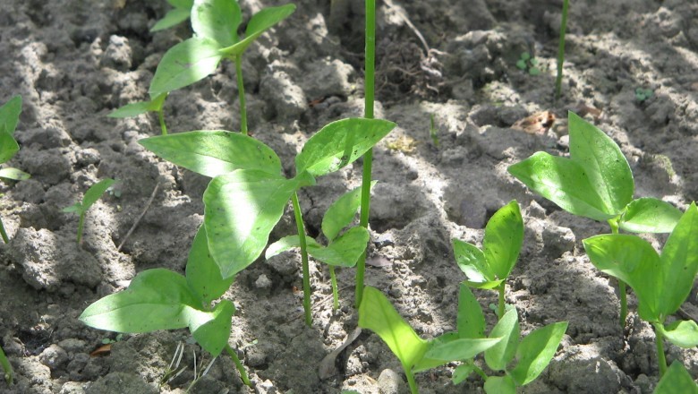 Cây bán hạ Trung Quốc Pinellia ternata (Thunb.)