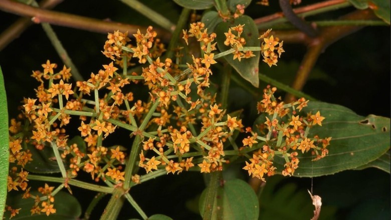 Thiến Thảo (Radix Rubiae Cordifoliae): Vị Thuốc Thanh Huyết Nhiệt và Cầm Máu Hiệu Quả