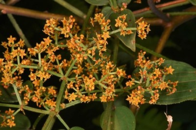 Thiến Thảo (Radix Rubiae Cordifoliae): Vị Thuốc Thanh Huyết Nhiệt và Cầm Máu Hiệu Quả
