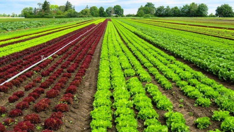 Nhu Cầu Đầu Tư Vào Các Dự Án Nông Nghiệp Hữu Cơ Tại Việt Nam