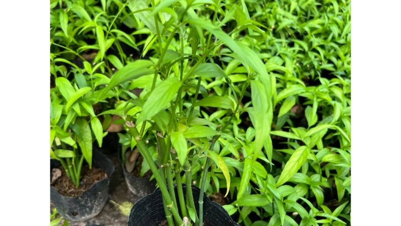 Bốn Loại Cây Giống Quý – Sự Lựa Chọn Hoàn Hảo Cho Sức Khỏe Gia Đình Bạn