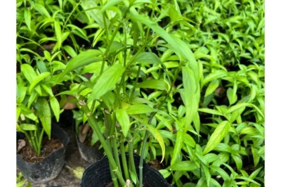 Bốn Loại Cây Giống Quý – Sự Lựa Chọn Hoàn Hảo Cho Sức Khỏe Gia Đình Bạn