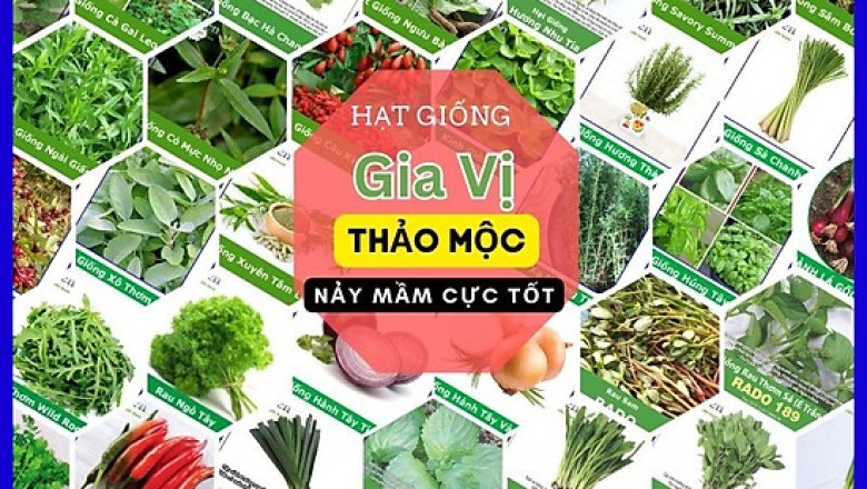 Cách Trồng Hạt Giống Cây Thảo Mộc Để Làm Trà Thảo Dược