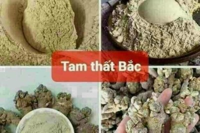Lợi Ích Sức Khỏe của Cây Tam Thất (Panax notoginseng)