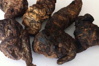 3 Loại Cây Lấy Rễ Phơi Khô Giúp Hạ Đường Huyết Tự Nhiên, Dưỡng Thận và Ổn Định Huyết Áp