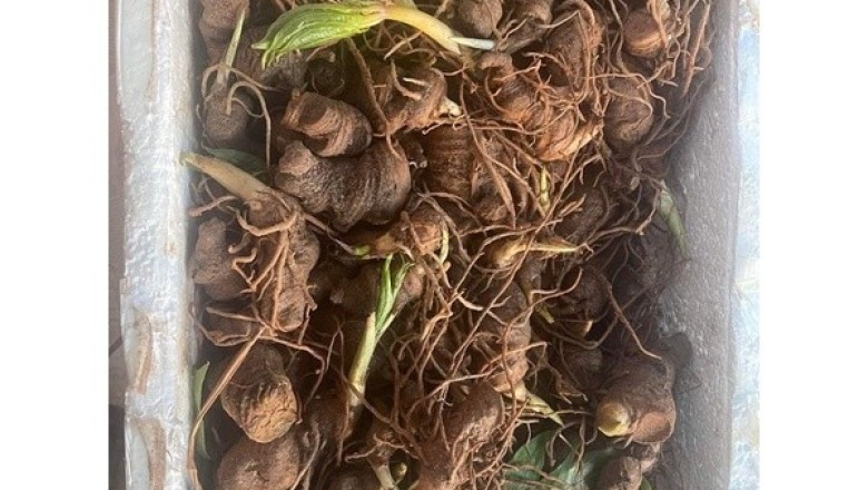 Mua Củ và Cây Giống Cây Bảy Lá Một Hoa (Paris polyphylla)