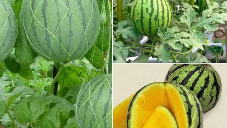 8 Lợi Ích Sức Khỏe Khi Ăn Dưa Hấu Vàng Vào Mùa Hè